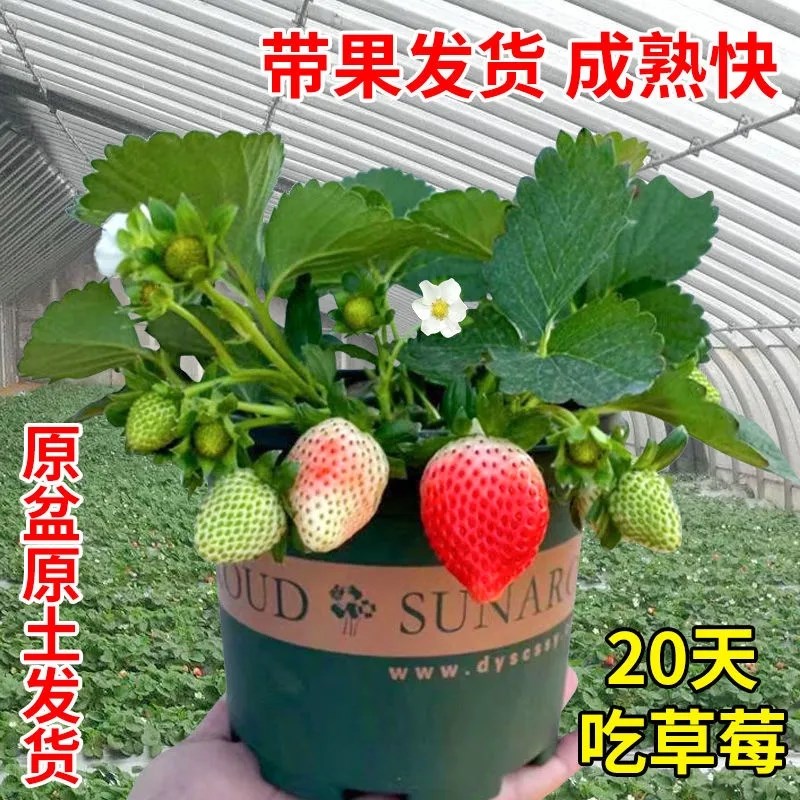 四季草莓苗阳台盆栽红颜牛奶草莓秧带土带果带花带盆当年结果食用