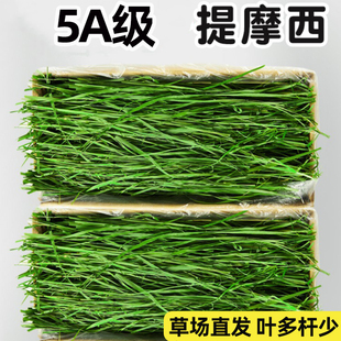 提摩西草烘干晒干提草兔子粮食荷兰猪草料兔干草段饲料成幼兔专用