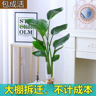 水培天堂鸟植物水养大绿植盆栽四季常青易活花卉鹤望兰室内阳台