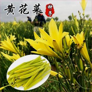 高产黄花菜种子四季播种野菜种籽金针菜天然补脑菜安神菜蔬菜种子