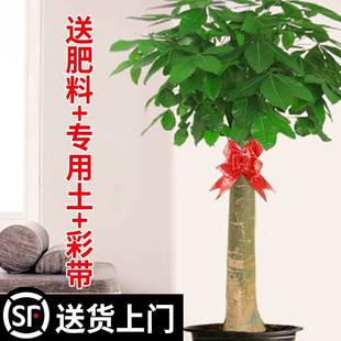 厂家电视柜旁边绿植室内发财树客厅大盆栽绿色植物店铺开业办公室