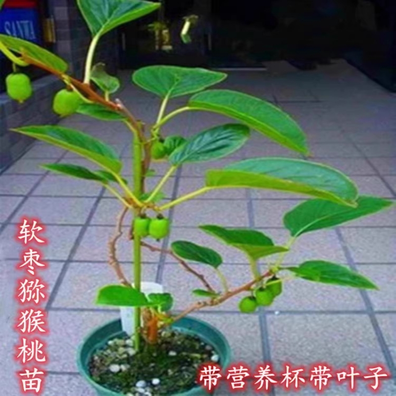 软枣猕猴桃果苗四季南方种植盆栽阳台庭院带土猕猴桃树苗当年结果