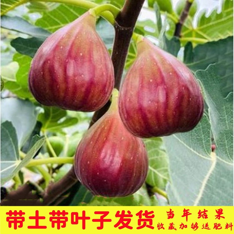 无花果树果苗盆栽阳台庭院南方种植波姬红无花果苗当年结果带土苗