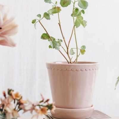 植物私生活2021新款北欧风复古经典花边手工釉面粉色亮黄陶瓷花盆