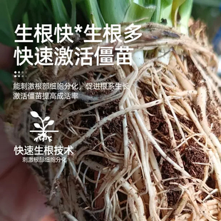 强力生根粉植物通用扦插树木移栽营养液花卉绿植快速生根液壮苗剂