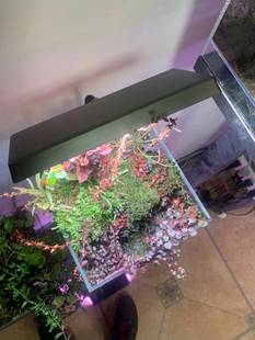 尼奥S3PLUS RGB 水草增色植物灯 鱼缸LED全光谱水草灯 小缸造景灯