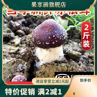 松茸菇新鲜赤松茸大球盖菇深山红姬松茸煲汤菌菇现采现发顺丰包邮