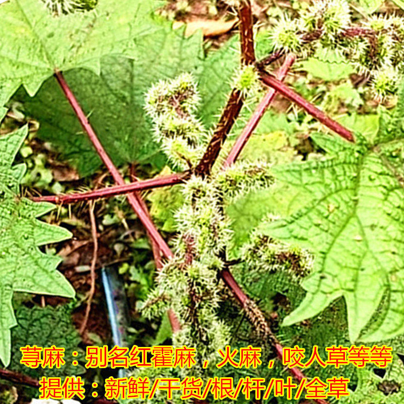 现挖中草药材新鲜红活麻活麻草大红霍麻禾麻草红杆活麻根杆叶荨麻