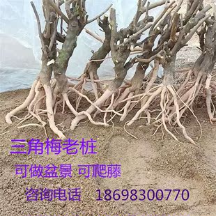 三角梅盆景素材老桩三角梅 爬藤三角梅老桩 四季开花三角梅老桩