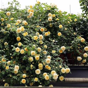 海蒂的花园玛格丽特王妃藤本月季花柱花架庭院爬藤花卉植物盆栽苗