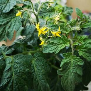 【老花医】圣女果小番茄盆栽苗室内阳台家庭种植绿色有机带花带果