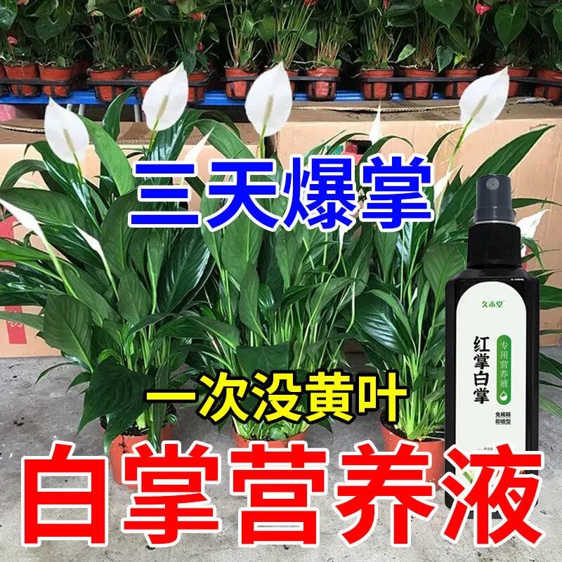 【一帆风顺】白掌专用营养液红掌专用