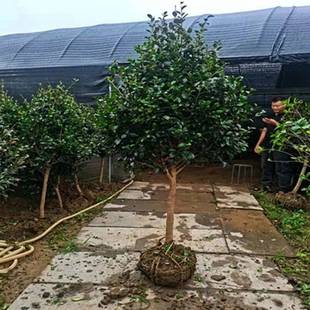 茶梅花苗带土球盆栽山茶树苗花卉观花植物室内带花苞茶梅四季易活