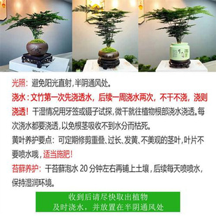 文竹盆景植物大文竹苗盆景造型室内水培文竹文竹绿植懒人客厅摆件