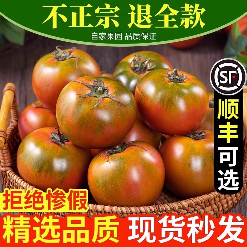 草莓柿子丹东番茄5斤西红柿盘锦碱地