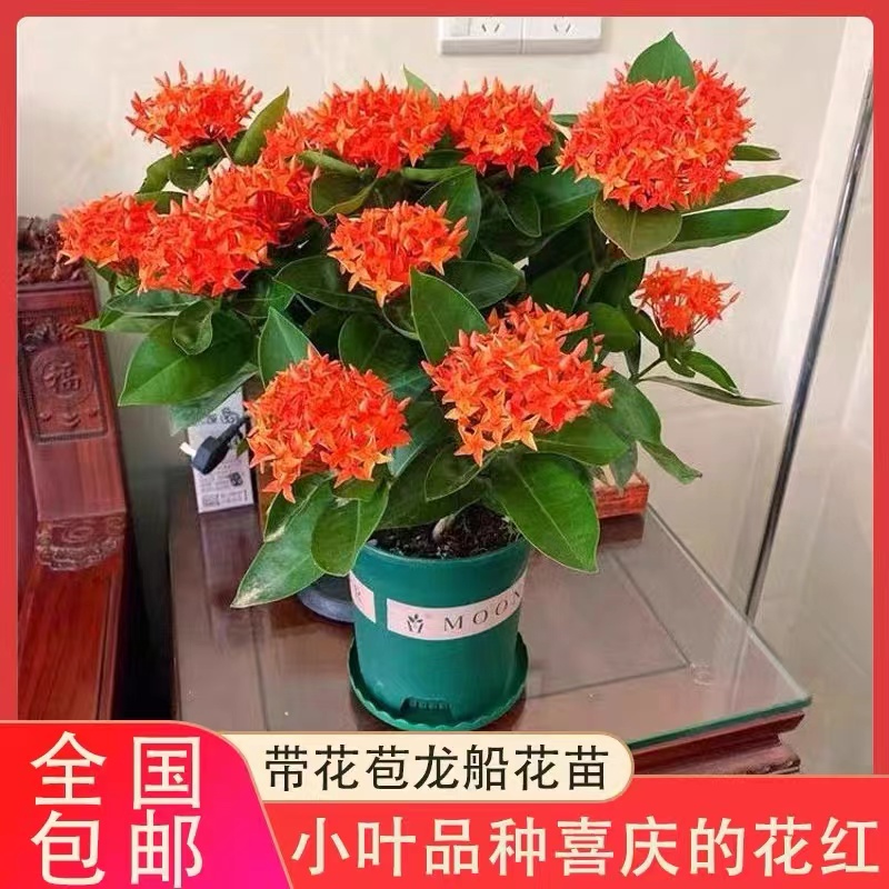 龙船花盆栽 花卉绿植四季开花室内阳台庭院绣球花苗 好养耐热植物