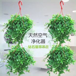 钻石翡翠盆栽吊兰植物花卉装修净化空气吸甲醛苯室内绿植卧室