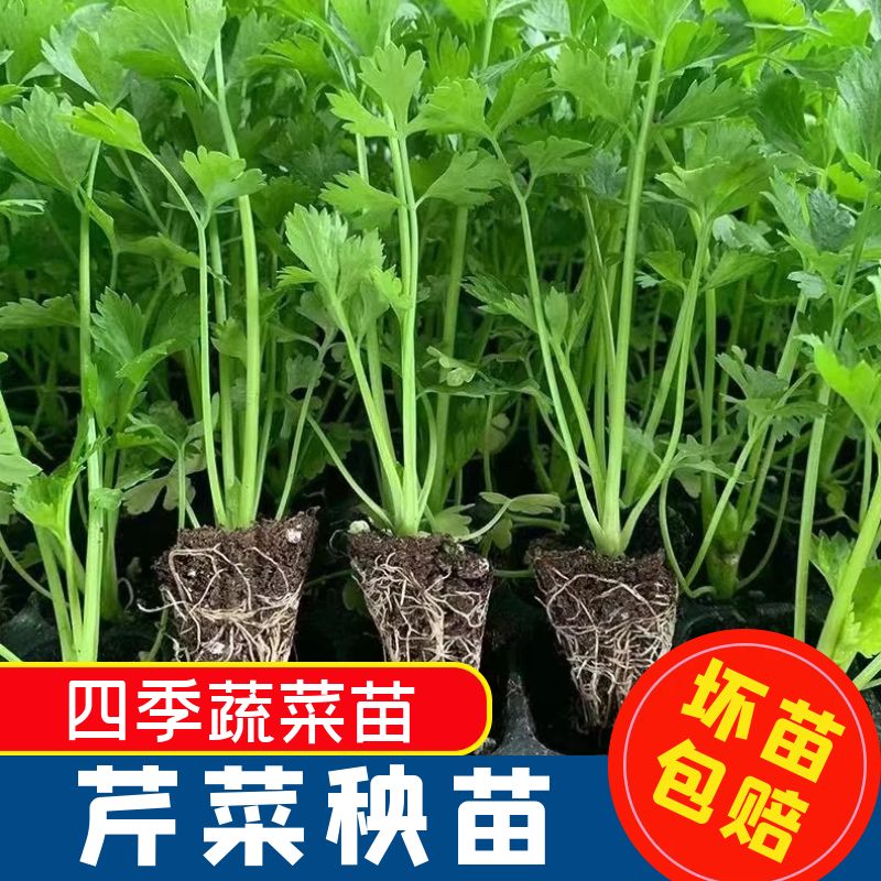 芹菜苗四季西芹蔬菜苗芹菜秧苗西芹苗芹菜根苗包邮盆栽阳台种植苗