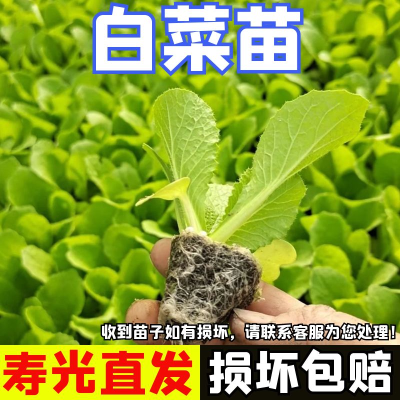 白菜苗四季大白菜苗大白菜秧苗子四季简单种植四季蔬菜苗阳台盆栽