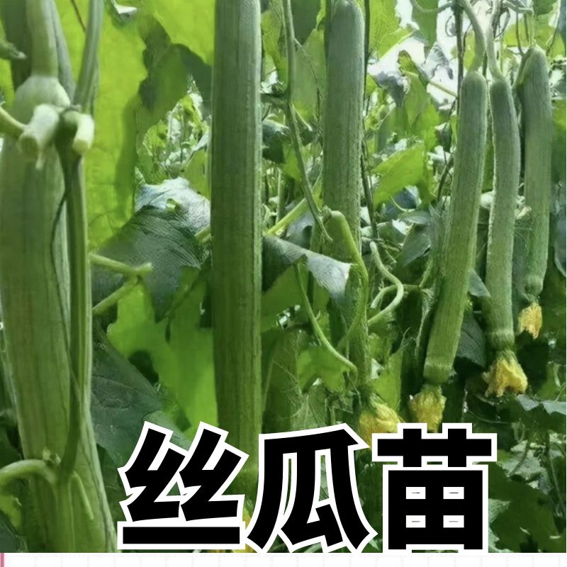 高产丝瓜秧苗长丝瓜苗子春季夏季庭院种植菜苗子四季蔬菜秧苗