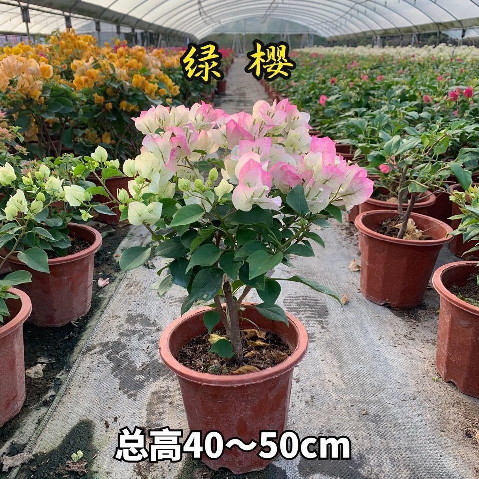 三角梅盆栽带花发货四季开花老桩爬藤绿樱勤花品种重瓣红花卉