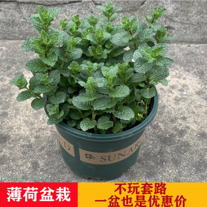 薄荷苗盆栽可食用香草植物趣味迷迭香办公室阳台庭院绿植花卉驱蚊