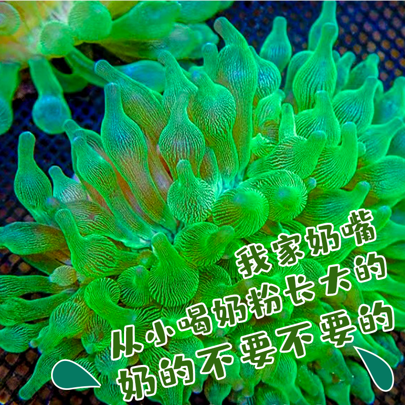 海葵荧光绿红海葵珊瑚绿地毯小丑鱼共生海葵软体鱼缸奶嘴