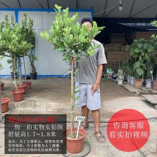 广东高杆香水柠檬树四季大盆栽绿植带果苗老桩棒棒糖室内客厅网红