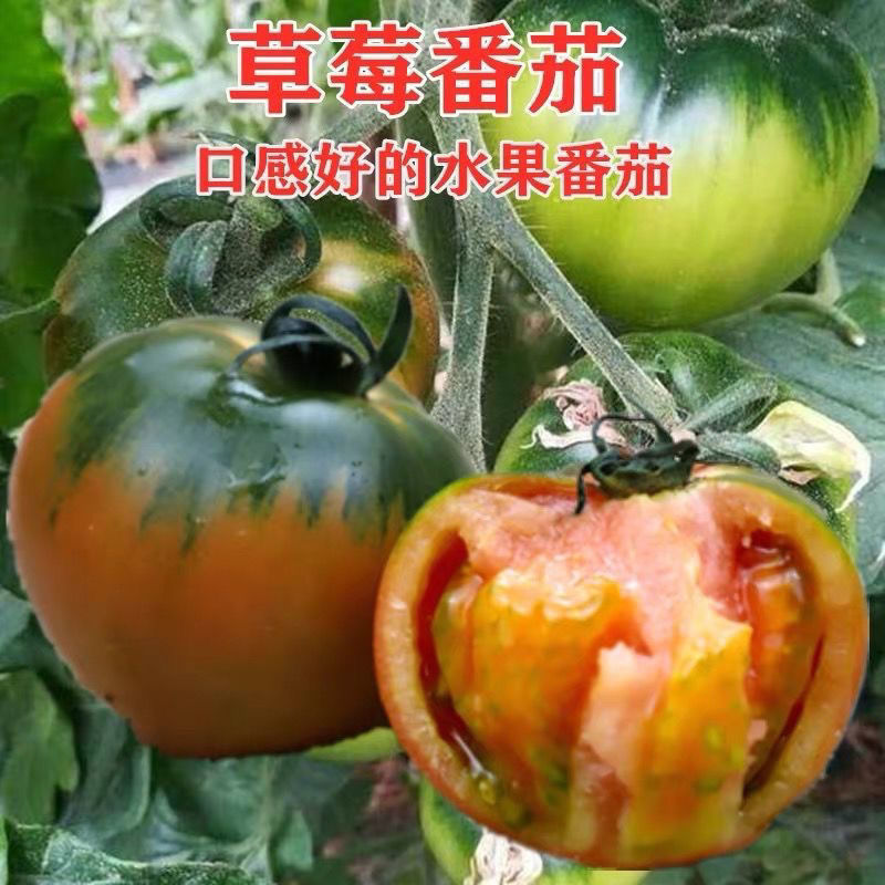 草莓番茄种子绿肩脆甜水果西红柿种铁