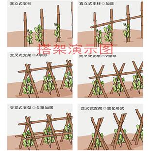 竹竿园艺支架豆角黄瓜支撑杆花架植物园番茄固定爬藤架菜园搭架杆