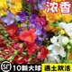 香雪兰种球四季好养活开花大球进口重瓣小苍兰种球混色盆栽带花苞