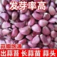 紫皮小蒜瓣蒜头蒜籽2023年新鲜疏菜大理红蒜米土香蒜瓣干大蒜种植