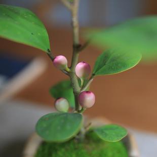 小盼菩提迷你小盆栽室内植物好养办公室桌面绿植情绪稳定带果盆景