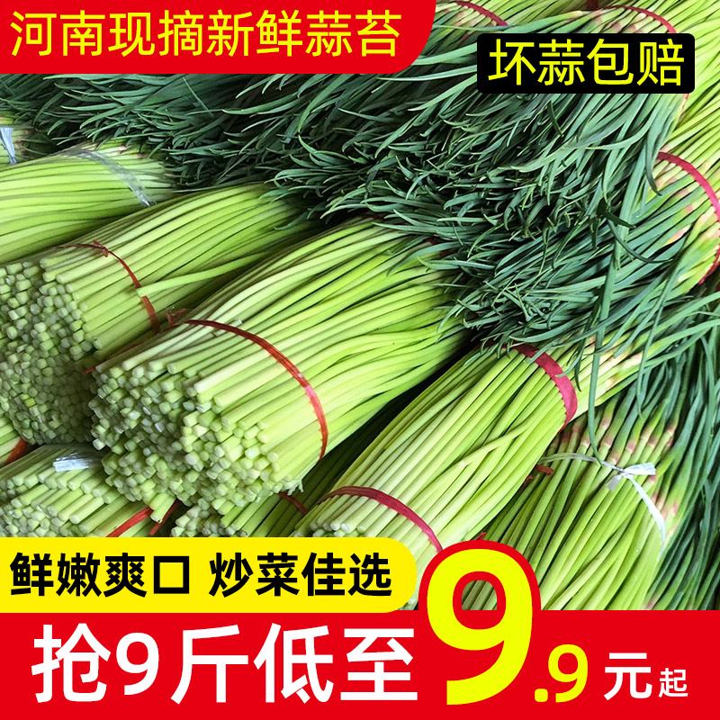 供酒店品质新鲜露天现摘新货蒜苔5斤