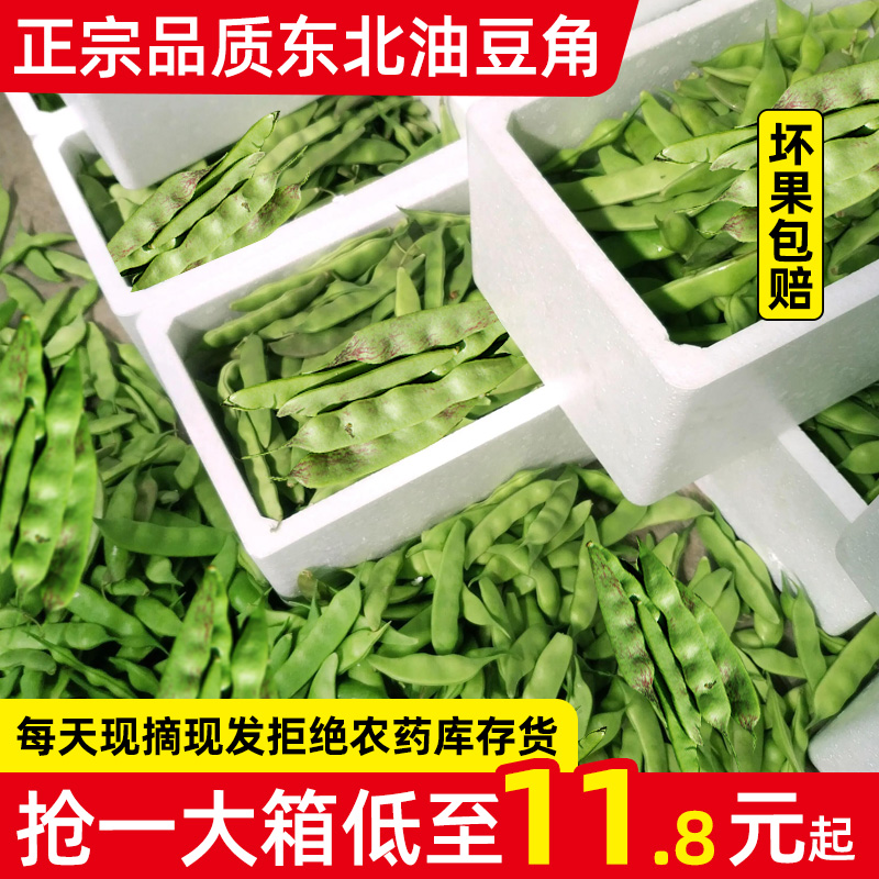 【精品】东北一点红油豆角九月青新鲜