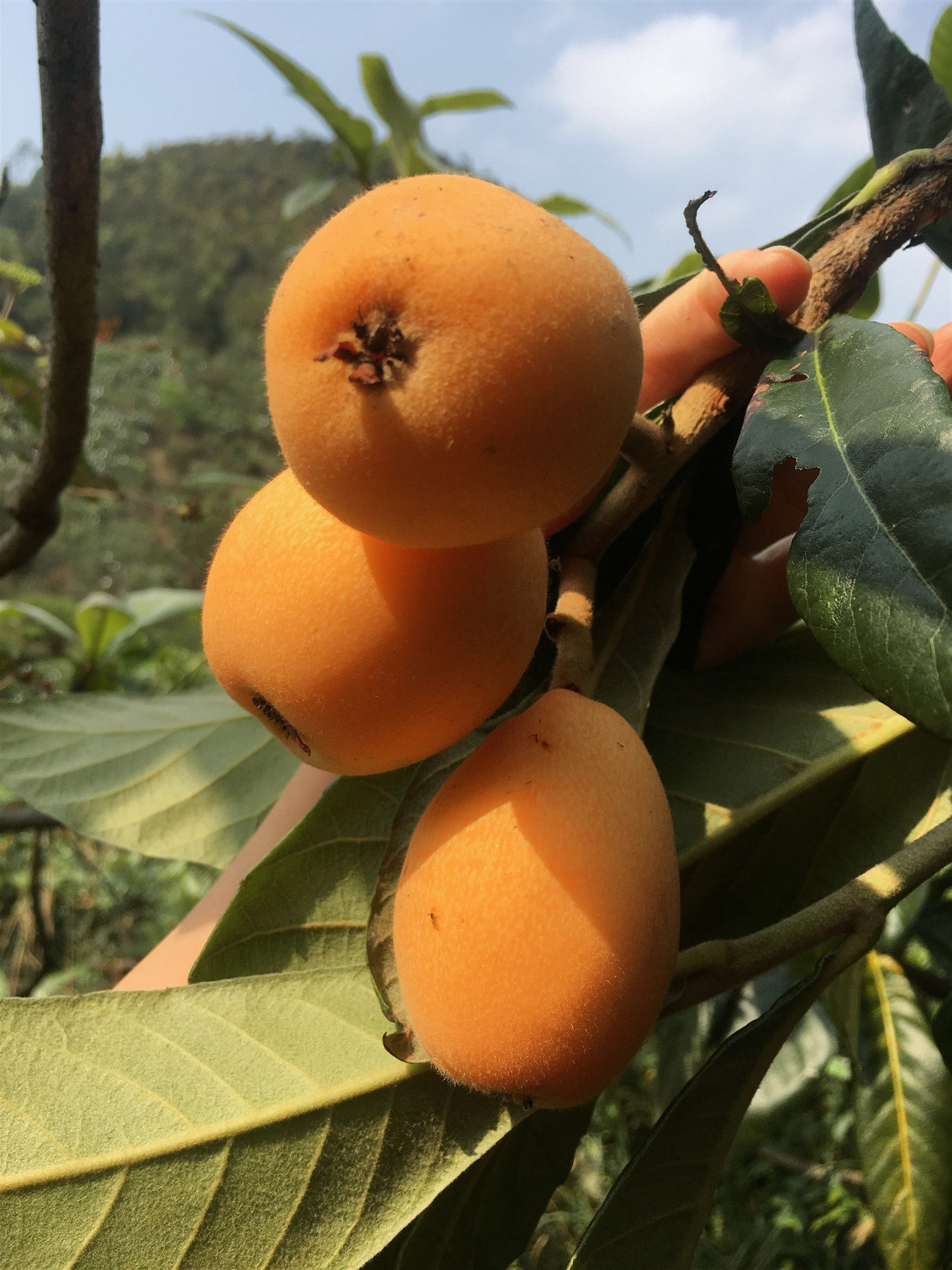 天然云霄早钟大枇杷新鲜枇杷鲜果时令水果莆田常太鲜枇杷5斤包邮