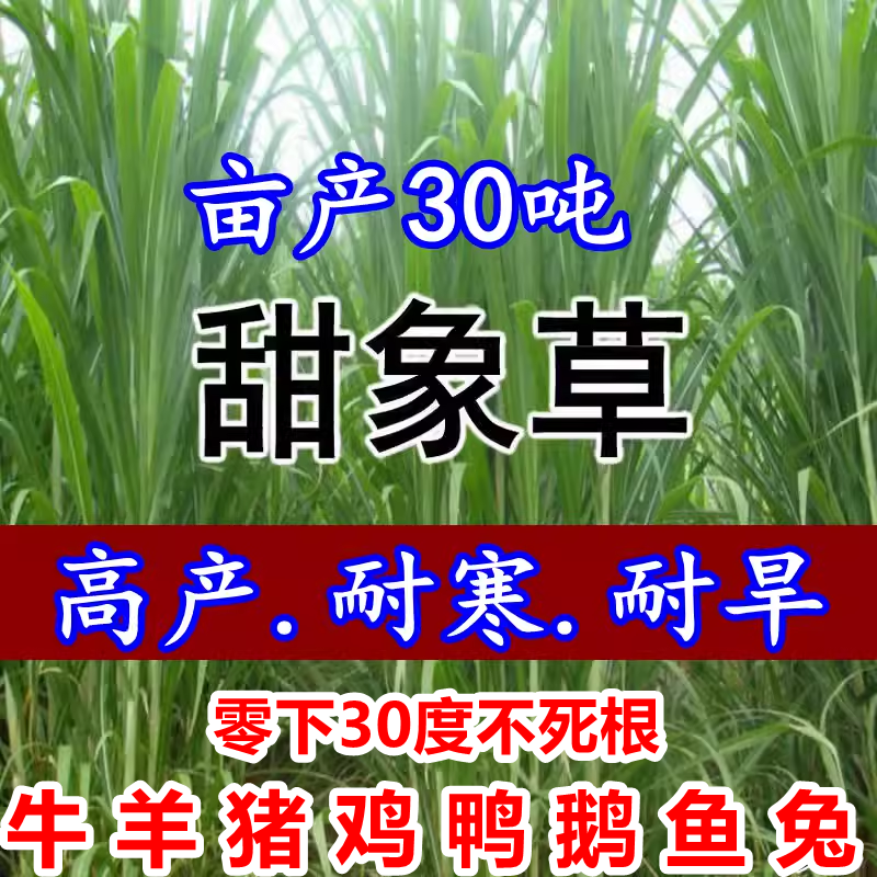 台湾甜象草种子养殖牧草种子畜牧多年生牧草牛羊饲料喂牛饲料草种