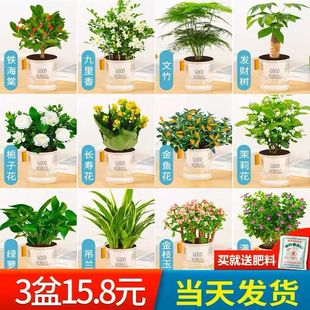 绿植盆栽花卉室内好养发财树办公室文竹栀子花绿萝水培小植物多肉