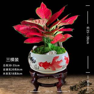 吉利红万年红中国红如意盆景客厅花卉绿植室内盆栽植物不需要阳光