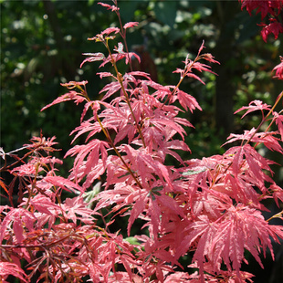 泰勒枫树 粉红色系 红枫阳台盆栽绿植 日本枫树苗