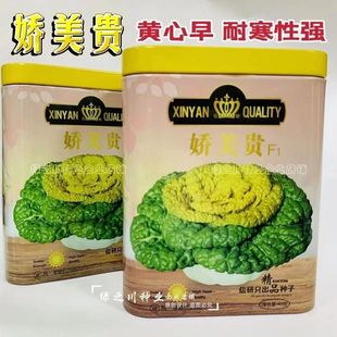 耐寒蔬菜种子娇美贵特矮黄心乌塌菜种籽腊月乌菜秋冬季黄芯乌种孑