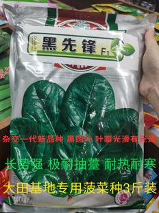 黑先锋菠菜种黑圆叶优质杂交新品种耐抽苔耐热耐寒大田用种3斤装