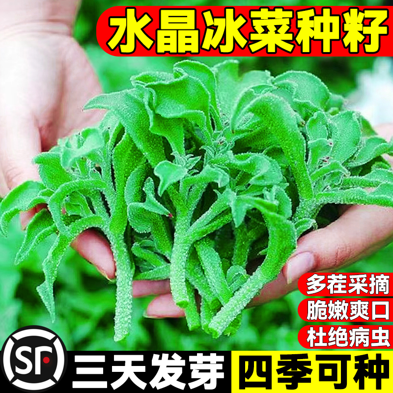 水晶冰菜种籽阳台盆栽蔬菜种子大全四季冰草苗秧秋冬种植青菜种孑