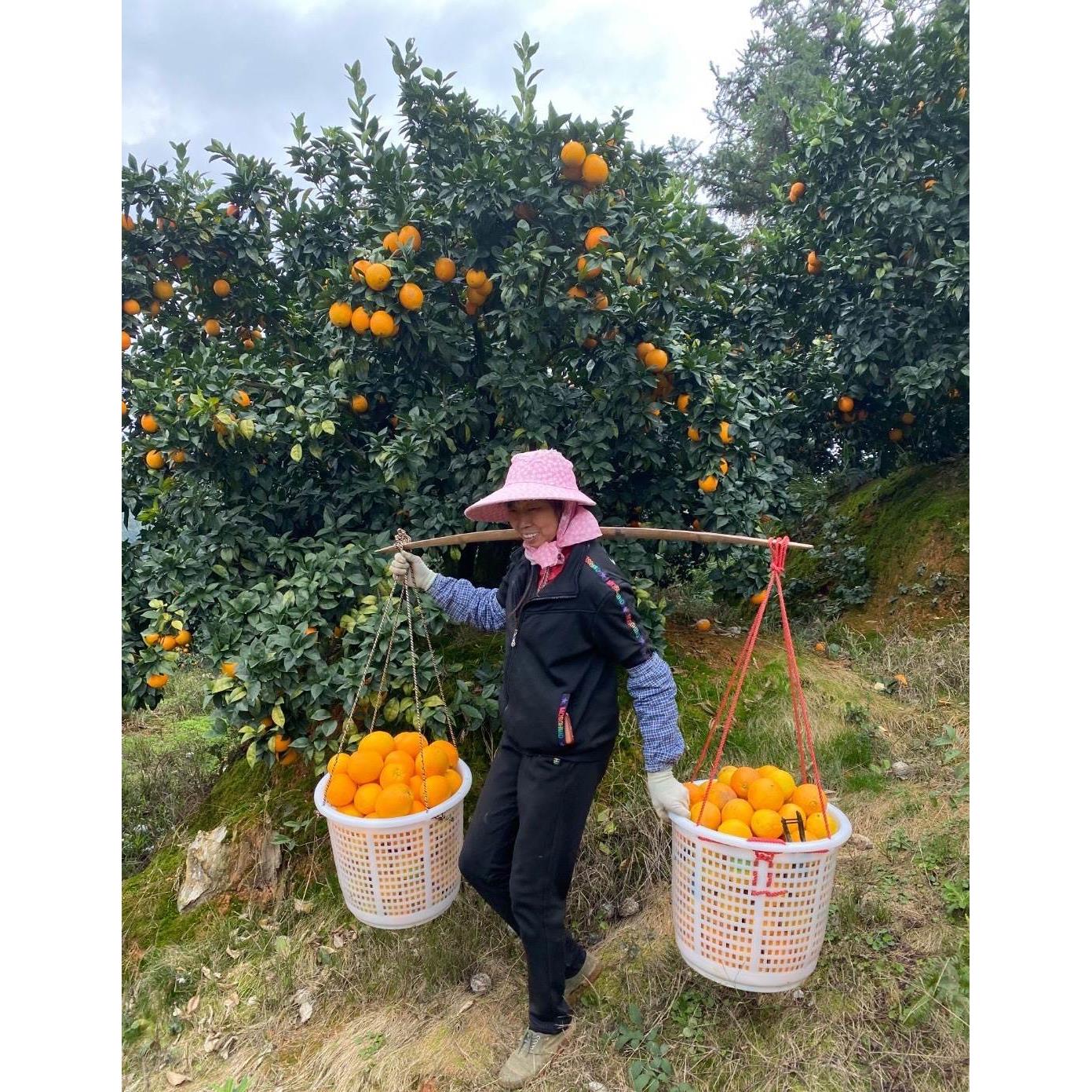 大号萝水产圆筐塑料摘水果可穿绳圆箩筐采橘子圆框脐橙蜜桔周转筐