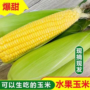 可生吃的超甜水果玉米10斤新鲜现摘爆浆带皮苞谷棒子即食非转基因