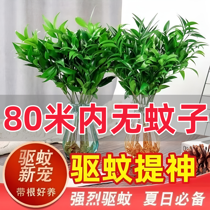 驱蚊竹柏盆栽水培新宠防蚊植物驱蚊驱虫绿植室内客厅卧室四季常青