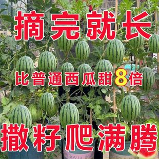 超甜蜂蜜小西瓜种子红玉无籽小西瓜四季种植阳台庭院盆栽水果种子