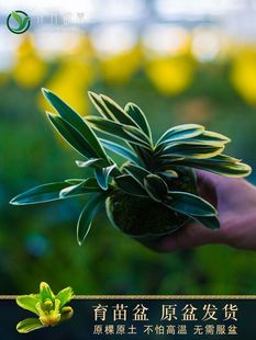 【凤凰冠】兰花盆栽金边兰草矮种植物建兰浓香中透艺客厅兰花苗