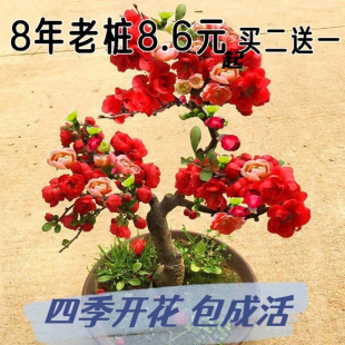 花期超长的花卉海棠盆栽四季开花庭院家养室内阳台植物绿植易养活