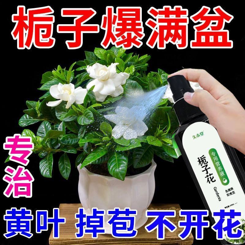 栀子花营养液专用急救黄叶掉叶掉花苞